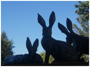 Hares