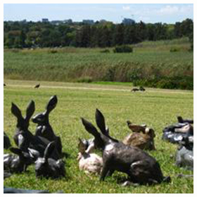 hare-i-tage site
